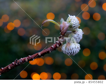 ミツマタ 花 ミツマタ 花 85455802