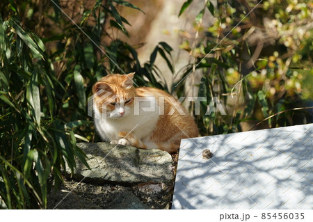 親離れしても心配な子供たちを高台から静かに見守る茶白の野良猫のお母さん 親離れしても心配な子供たちを高台から静かに見守る茶白の野良猫のお母さん 85456035