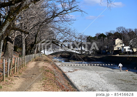 青空広がる川沿いの冬の散歩道　川沿いの桜並木と愛犬連れの老人の姿　水の少ない河川敷　渇水期の河川敷 85456628