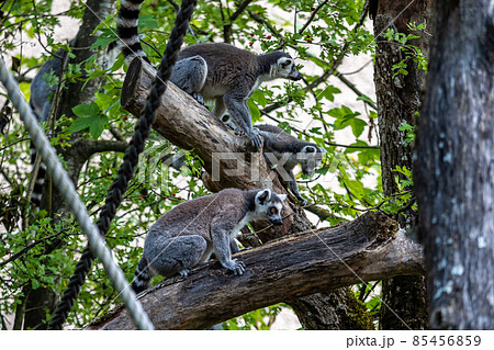 The ring-tailed lemur,Lemur catta with white ringed tail is the most known lemur The ring-tailed lemur,Lemur catta with white ringed tail is the most known lemur 85456859