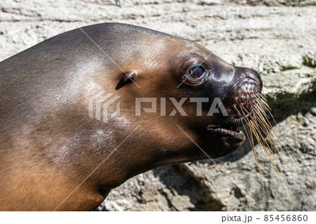 The South American sea lion, Otaria flavescens in the zoo The South American sea lion, Otaria flavescens in the zoo 85456860