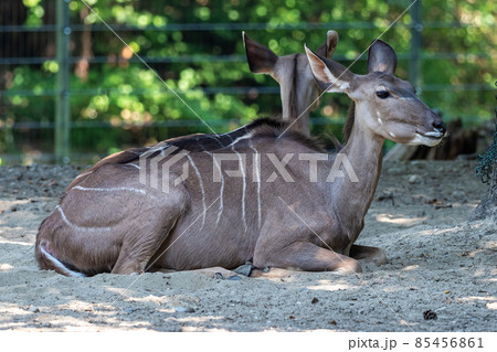 The common eland, Taurotragus oryx is a savannah antelope The common eland, Taurotragus oryx is a savannah antelope 85456861