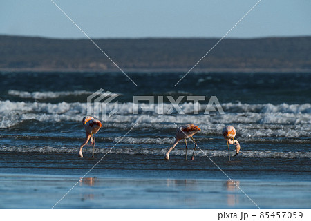 Flamingos feeding on a beach,Peninsula Valdes, Patagonia, Argentina Flamingos feeding on a beach,Peninsula Valdes, Patagonia, Argentina 85457059