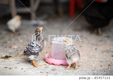 Chickens drink water from a drinking bowl. Life of domestic chickens in coop Chickens drink water from a drinking bowl. Life of domestic chickens in coop 85457133