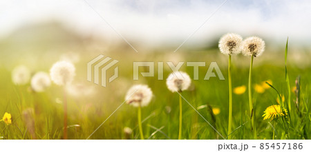 Dandelion flowers in the green meadow, sunny day. Scenic panoramic natural landscape 85457186