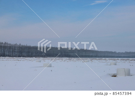 北海道 石狩地方 防風林の続く風景 北海道 石狩地方 防風林の続く風景 85457394