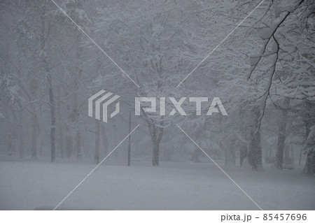 冬の円山公園 85457696