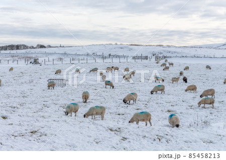 Winter view of snow covered field with sheep. Derbyshire, UK. 85458213