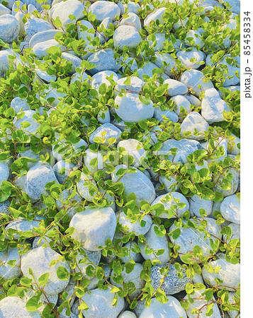 たくさんの砂利の間に草がはびこった浜の風景 85458334