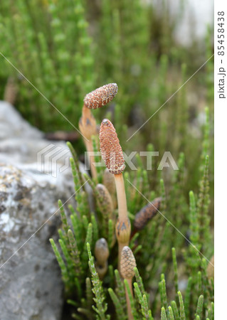 Common horsetail Common horsetail 85458438