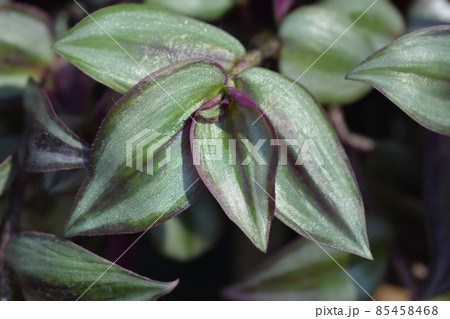 Wandering jew Wandering jew 85458468