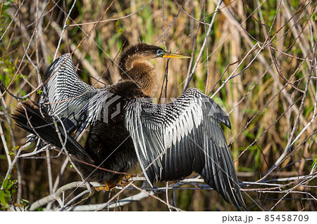Anhinga 85458709