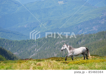 Horse in the mountains Horse in the mountains 85460364