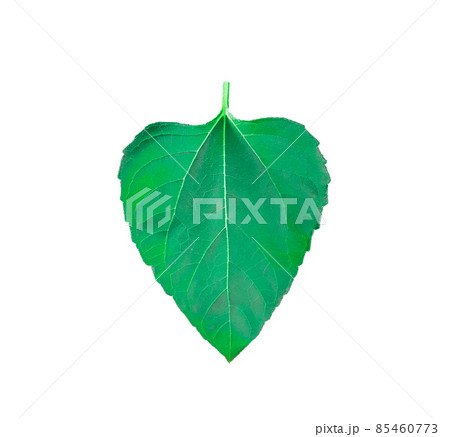 Isolated Sunflower leaf on white background with clipping path 85460773