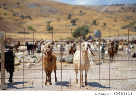 Goats on a farm in Cyprus. Dairy farming. Bio organic healthy food production. Growing livestock is a traditional direction of farming. 85461313