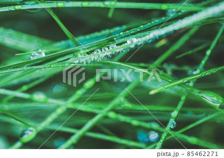 Fresh green grass with dew drops background Fresh green grass with dew drops background 85462271