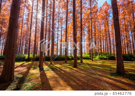 東京 水元公園 メタセコイアの紅葉 東京 水元公園 メタセコイアの紅葉 85462776