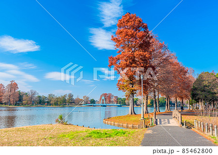 埼玉　みさと公園の紅葉 85462800