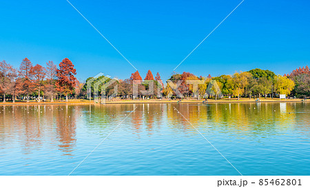 東京 水元公園の紅葉 東京 水元公園の紅葉 85462801