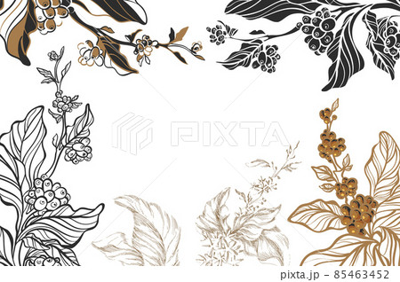Template of different coffee branches with beans and leaves on white background. Vector collection. Sketch 85463452