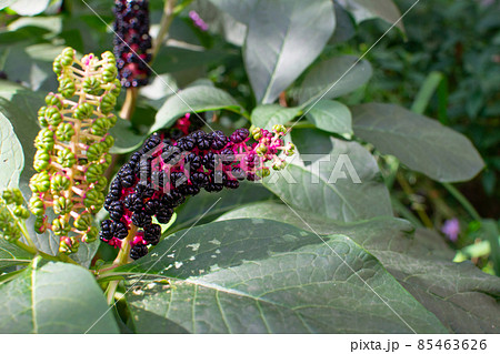 Unusual beautiful poisonous plant American lakonos close up grows in the garden Unusual beautiful poisonous plant American lakonos close up grows in the garden 85463626