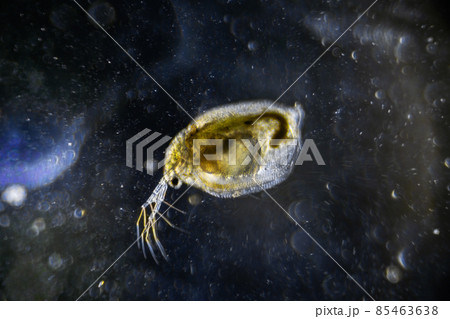 Microscopic image of zooplankton Water Flea Daphnia on darkfield 85463638
