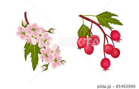 Hawthorn Berry Branch with Cluster of Red Round Small Pome Fruits and Blooming Twig Vector Set 85463996