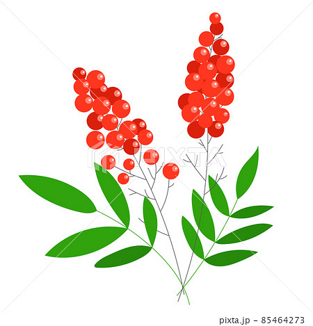 南天の実と葉のイラストのイラスト素材 南天の実と葉のイラストのイラスト素材