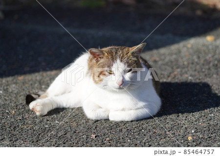 元旦からお腹一杯ご飯をもらい正月太りの野良猫お父さん 元旦からお腹一杯ご飯をもらい正月太りの野良猫お父さん 85464757