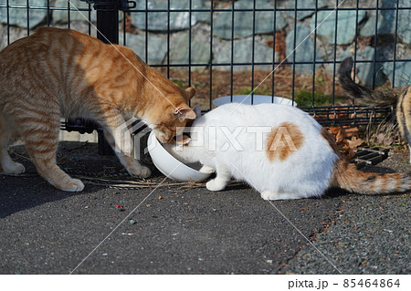 元旦に豪華なお節料理ではなく普段のご飯をもらい仲良く取り合いする野良猫の可愛い兄妹 85464864