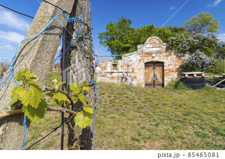 wine cellar, Palava region, South Moravia, Czech Republic 85465081