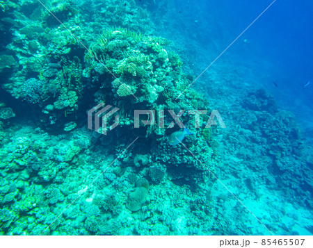 corals underwater. egypt underwater life of the red sea corals underwater. egypt underwater life of the red sea 85465507