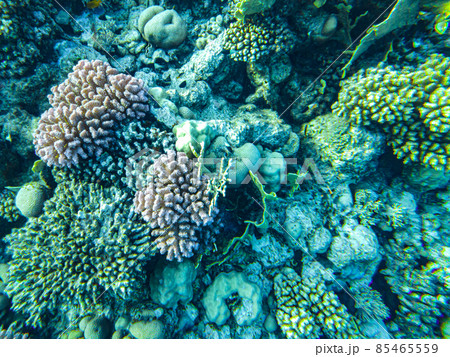corals underwater. egypt underwater life of the red sea 85465559