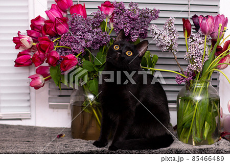 black cat raises his head. on the windowsill against the background of flowers and window blinds black cat raises his head. on the windowsill against the background of flowers and window blinds 85466489