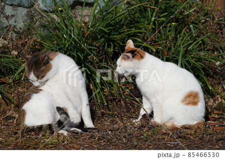 面倒見のいい野良猫パパは正月に子供たちとのんびり過ごす 85466530