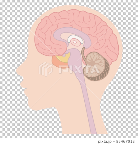 Human body_brain_no letters 85467018