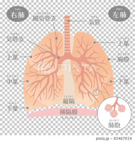 人間の体 肺 文字ありのイラスト素材