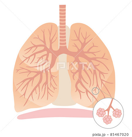 人間の体 肺 文字なしのイラスト素材