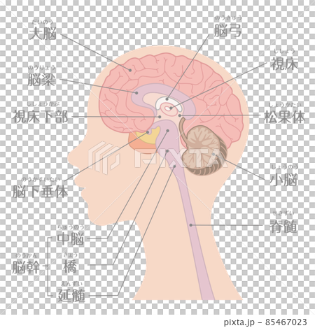 人間の体_脳_文字あり 85467023