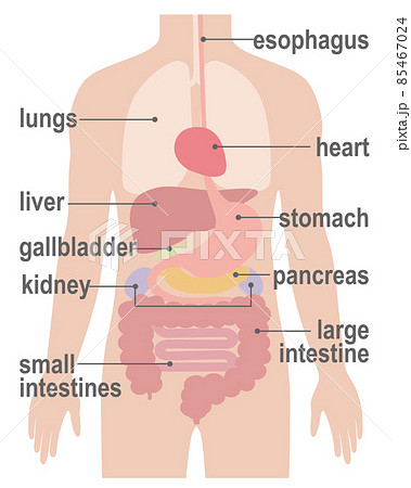 人間の身体（臓器・内臓）英語 85467024