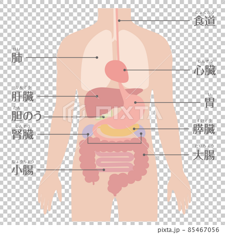 人間の身体 臓器 内臓 文字ありのイラスト素材