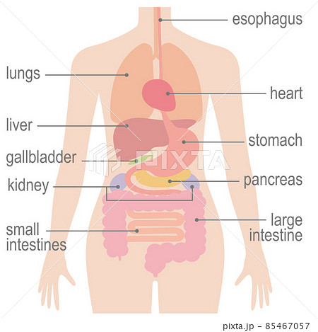 人間の身体 臓器 内臓 英語バージョンのイラスト素材