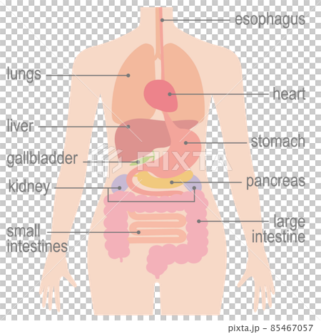 人間の身体(臓器・内臓)英語バージョン 人間の身体(臓器・内臓)英語バージョン 85467057