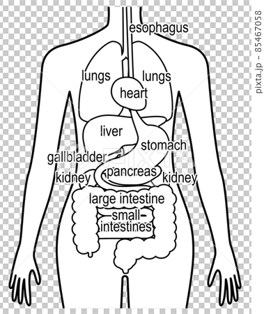 Human body (organs / internal organs) English version line drawing Human body (organs / internal organs) English version line drawing 85467058