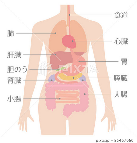 人間の身体 臓器 内臓 文字ありのイラスト素材