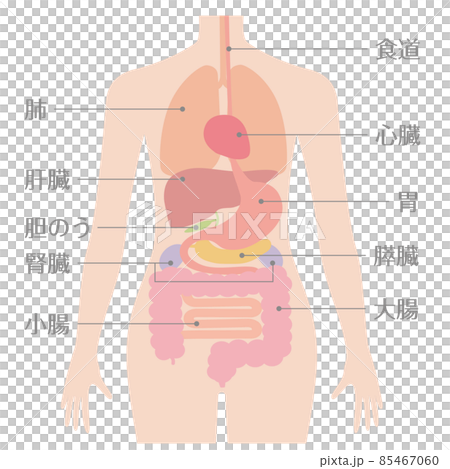 人間の身体（臓器・内臓）文字あり 85467060