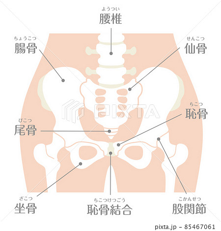 人間の体 骨盤 文字ありのイラスト素材
