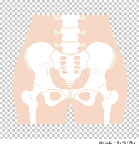 No human body (pelvic) characters 85467062