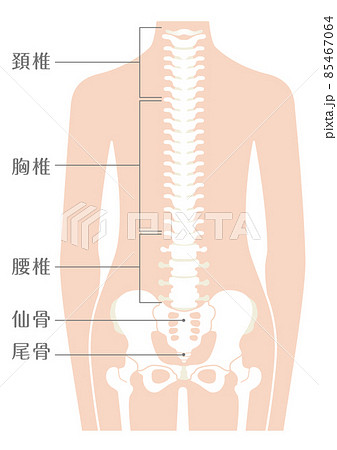 人間の体 脊柱(背骨) 85467064