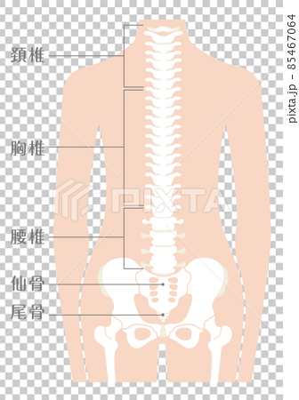 人間の体 脊柱(背骨) 85467064